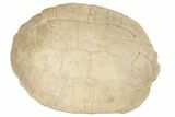Fossil Tortoise (Testudo) Shell - South Dakota #192494-5